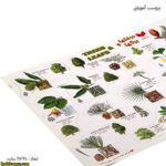 برچسب آموزشی درخت ها و برگ ها زوم