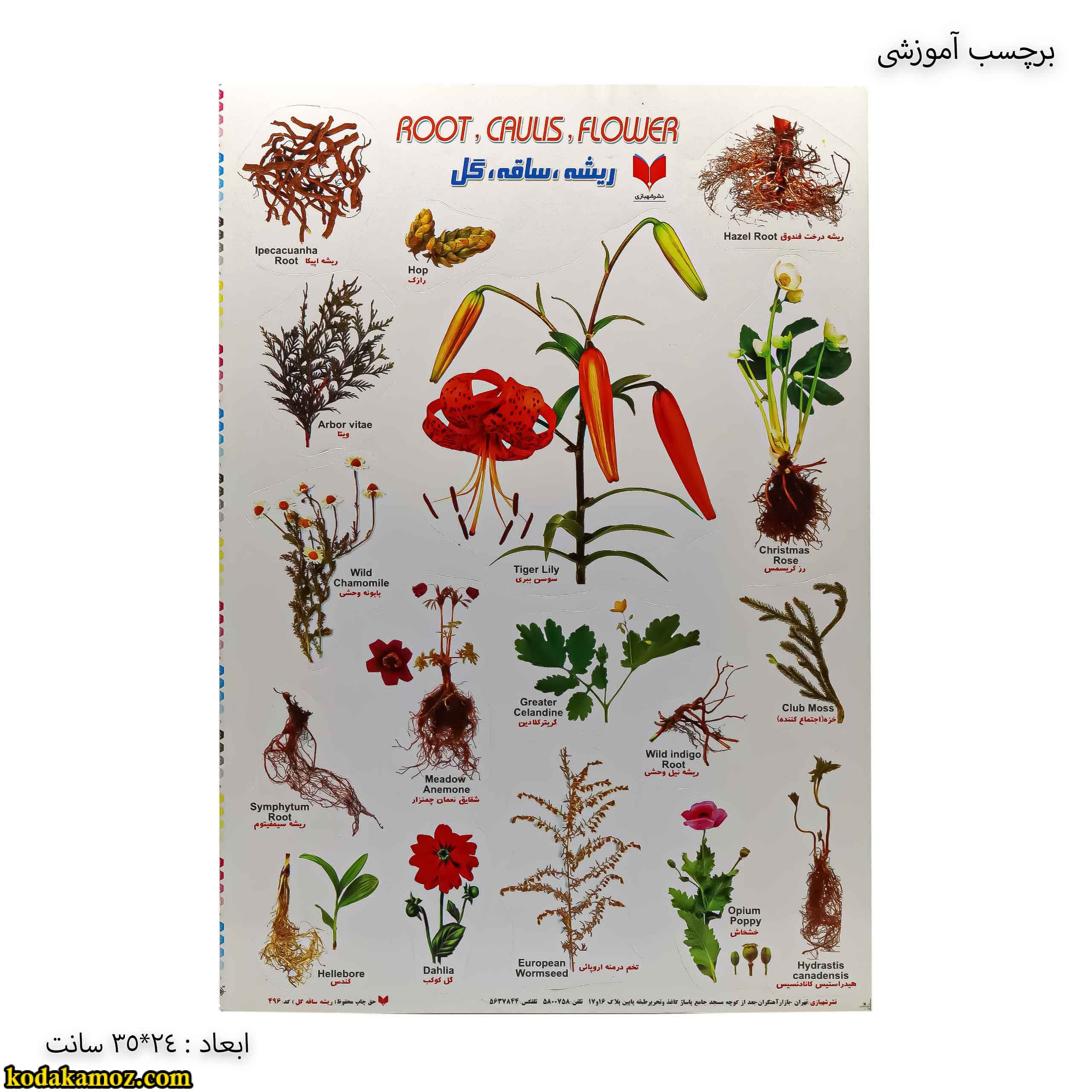برچسب آموزشی ریشه ، ساقه ، گل برچسب آموزشی ریشه ، ساقه ، گل