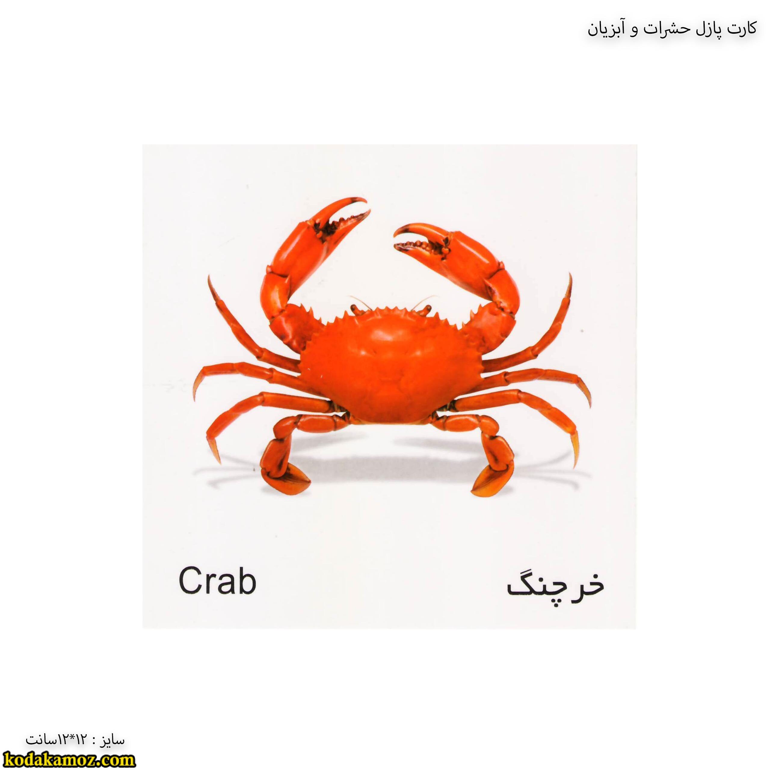 حشرات و آبزیان 6